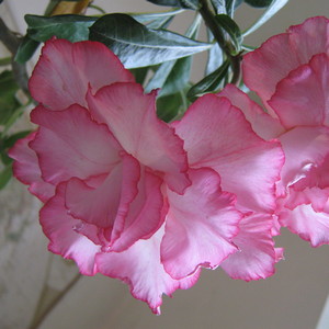 Siam Pink Angel
