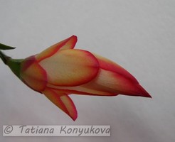 Самба Бразил