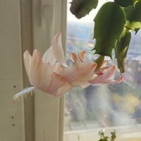 Peach and Cream